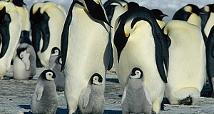 Video zum Film „Die Reise der Pinguine“