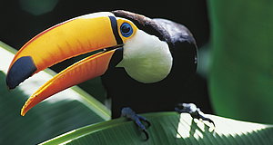 Szenenbild aus dem Film „Amazonia - Abenteuer im Regenwald“