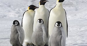 Szenenbild aus dem Film „Die Reise der Pinguine 2“