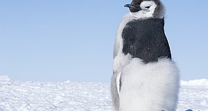 Szenenbild aus dem Film „Die Reise der Pinguine 2“