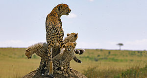 Video zum Film „Serengeti“