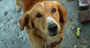 Szenenbild aus dem Film „Bailey - Ein Freund fürs Leben“