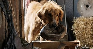 Szenenbild aus dem Film „Bailey - Ein Freund fürs Leben“