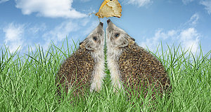 Szenenbild aus dem Film „Ein Igel namens Hogi“