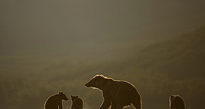 Szenenbild aus dem Film „Im Land der Bären“