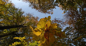 Szenenbild aus dem Film „Das grüne Wunder - Unser Wald“