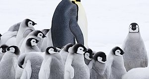 Szenenbild aus dem Film „Die Reise der Pinguine 2“
