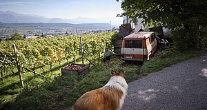 Szenenbild aus dem Film „Lassie - ein neues Abenteuer“