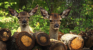 Szenenbild aus dem Film „Bambi - Eine Lebensgeschichte aus dem Walde“