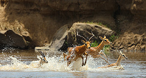 Szenenbild aus dem Film „Serengeti“