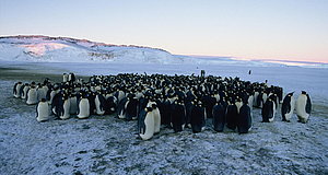 Szenenbild aus dem Film „Die Reise der Pinguine“