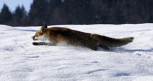 Szenenbild aus dem Film „Der Fuchs und das Mädchen“