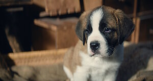 Szenenbild aus dem Film „Mein Freund Barry“