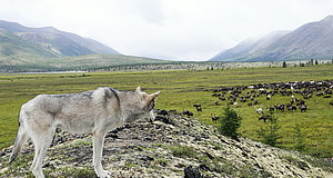 Szenenbild aus dem Film „Der Junge und der Wolf“