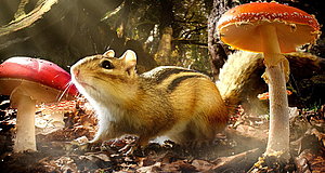 Szenenbild aus dem Film „Hidden Kingdoms - Im Königreich der kleinen Tiere“