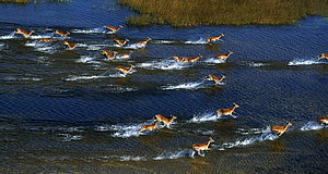 Szenenbild aus dem Film „African Safari 3D“