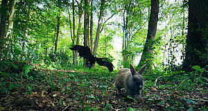 Szenenbild aus dem Film „Bambi - Eine Lebensgeschichte aus dem Walde“