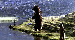 Szenenbild aus dem Film „Der Bär“