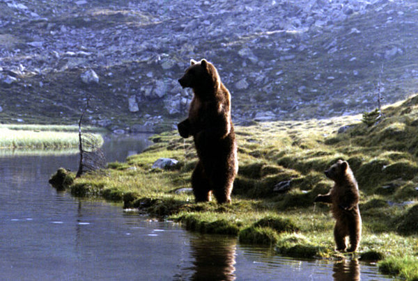 Der Bär