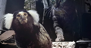 Szenenbild aus dem Film „Hidden Kingdoms - Im Königreich der kleinen Tiere“