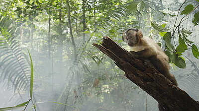 Mehr zum Film „Amazonia - Abenteuer im Regenwald“ Szenenbild aus dem Film „Amazonia - Abenteuer im Regenwald“