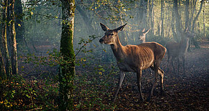 Szenenbild aus dem Film „Bambi - Eine Lebensgeschichte aus dem Walde“