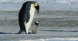 Szenenbild aus dem Film „Die Reise der Pinguine“