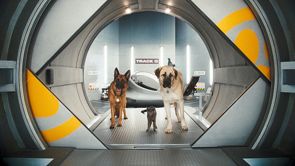 catsanddogs
