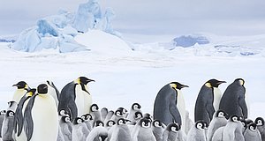 Szenenbild aus dem Film „Die Reise der Pinguine 2“