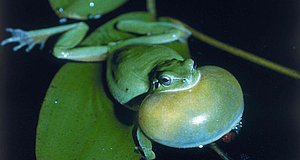 Szenenbild aus dem Film „Das Wunder der Natur“