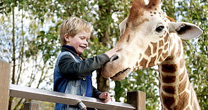 Video zum Film „Mein Freund, die Giraffe“