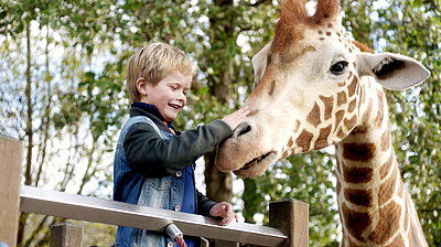 Szenenbild aus dem Film „Mein Freund, die Giraffe“