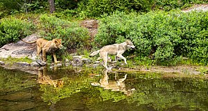 Szenenbild aus dem Film „Der Wolf und der Löwe“