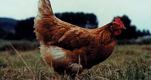 Szenenbild aus dem Film „Flussfahrt mit Huhn“
