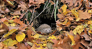 Szenenbild aus dem Film „Ein Igel namens Hogi“