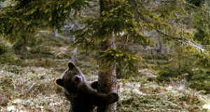 Szenenbild aus dem Film „Der Bär“