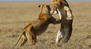 Szenenbild aus dem Film „Serengeti“