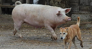 Szenenbild aus dem Film „Die wilde Farm“