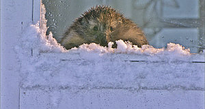 Szenenbild aus dem Film „Ein Igel namens Hogi“