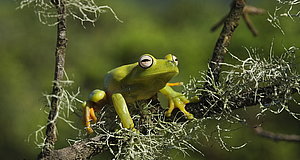 Szenenbild aus dem Film „Amazonia - Abenteuer im Regenwald“