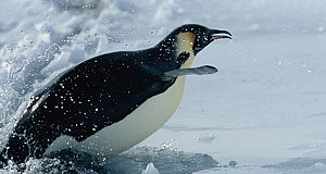 Szenenbild aus dem Film „Die Reise der Pinguine“