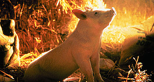 Szenenbild aus dem Film „Ein Schweinchen namens Babe“