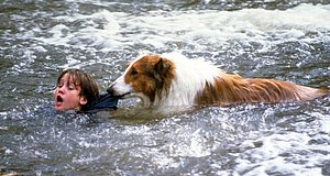 Video zum Film „Lassie – Freunde fürs Leben“
