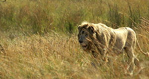 Szenenbild aus dem Film „Der weiße Löwe“