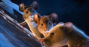 Szenenbild aus dem Film „Mission: Mäusejagd - Chaos unterm Weihnachtsbaum“ Szenenbild aus dem Film „Mission: Mäusejagd - Chaos unterm Weihnachtsbaum“