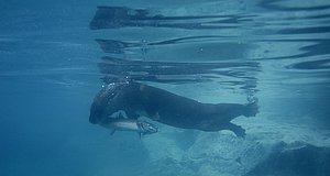 Szenenbild aus dem Film „Der kleine Biber auf großer Reise“