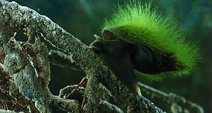 Szenenbild aus dem Film „Das Wunder der Natur“