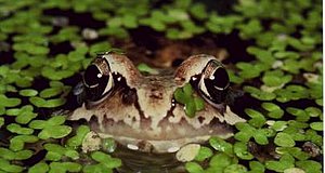 Szenenbild aus dem Film „Das Wunder der Natur“