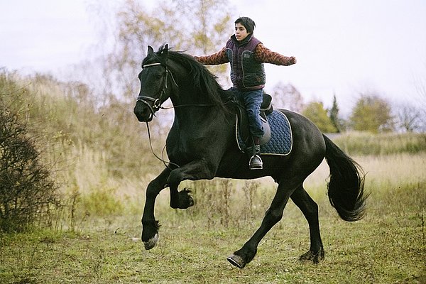 Zafir, der schwarze Hengst