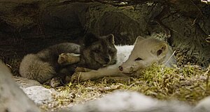 Video zum Film „Die Abenteuer von Kina & Yuk“